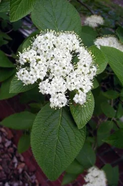 Mohican Arrowwood Viburnum - 6 Gallon Pot (4-5') 12 Mohican Arrowwood Viburnum - 6 Gallon Pot (4-5') -Plant Promotion Store viburnum lantana mohican 5