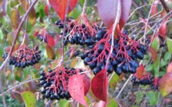 Nannyberry Viburnum - 3 Gallon Pot -Plant Promotion Store viburnum lentago nannyberry 2