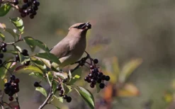 Nannyberry Viburnum - 3 Gallon Pot -Plant Promotion Store viburnum lentago nannyberry 5