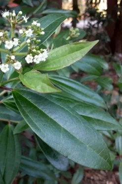 Moonlit Lace Viburnum - 7 Gallon Pot 10 Moonlit Lace Viburnum - 7 Gallon Pot -Plant Promotion Store viburnum moonlit lace 5 2