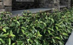 Moonlit Lace Viburnum - 7 Gallon Pot 9 Moonlit Lace Viburnum - 7 Gallon Pot -Plant Promotion Store viburnum moonlit lace 9 2