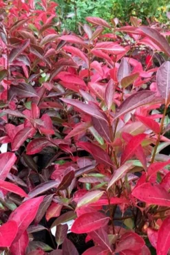 Winterthur Viburnum - 1 Gallon Pot -Plant Promotion Store viburnum nudum winterthur 100