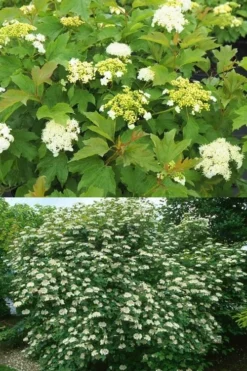 Dwarf European Cranberry Bush - 1 Gallon Pot 17 Dwarf European Cranberry Bush - 1 Gallon Pot -Plant Promotion Store viburnum opulus compactum dwarf european cranberry bush 10