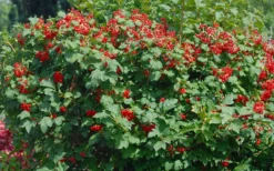 Dwarf European Cranberry Bush - 1 Gallon Pot 14 Dwarf European Cranberry Bush - 1 Gallon Pot -Plant Promotion Store viburnum opulus compactum dwarf european cranberry bush 2