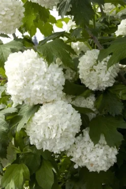 Eastern Snowball Viburnum Bush - 1 Gallon Pot 14 Eastern Snowball Viburnum Bush - 1 Gallon Pot -Plant Promotion Store viburnum opulus sterile eastern snowball 2