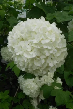 Eastern Snowball Viburnum Bush - 3 Gallon Pot 12 Eastern Snowball Viburnum Bush - 3 Gallon Pot -Plant Promotion Store viburnum opulus sterile eastern snowball 3 1