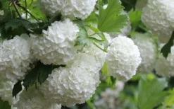 Eastern Snowball Viburnum Bush - 3 Gallon Pot 15 Eastern Snowball Viburnum Bush - 3 Gallon Pot -Plant Promotion Store viburnum opulus sterile eastern snowball 4 1