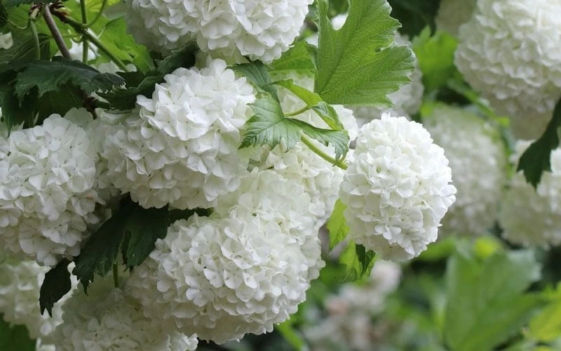 Eastern Snowball Viburnum Bush - 3 Gallon Pot 8 Eastern Snowball Viburnum Bush - 3 Gallon Pot - Image 8