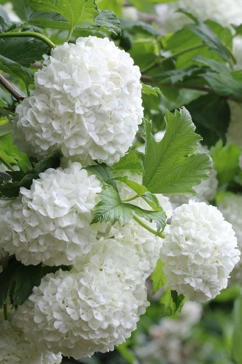 Eastern Snowball Viburnum Bush - 3 Gallon Pot 6 Eastern Snowball Viburnum Bush - 3 Gallon Pot - Image 6
