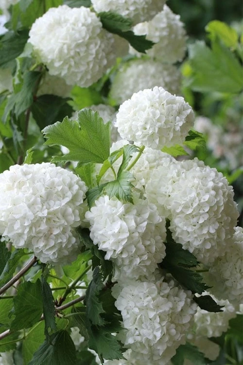 Eastern Snowball Viburnum Bush - 1 Gallon Pot 1 Eastern Snowball Viburnum Bush - 1 Gallon Pot