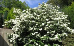 Japanese Snowball Bush (Viburnum Plicatum) - 2 Gallon Pot 9 Japanese Snowball Bush (Viburnum Plicatum) - 2 Gallon Pot -Plant Promotion Store viburnum plicatum japanese snowball bush flowers 15