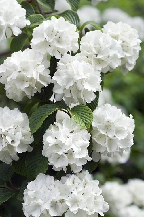 Japanese Snowball Bush (Viburnum Plicatum) - 2 Gallon Pot 1 Japanese Snowball Bush (Viburnum Plicatum) - 2 Gallon Pot
