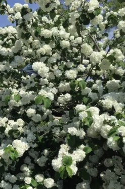 Japanese Snowball Bush (Viburnum Plicatum) - 2 Gallon Pot 11 Japanese Snowball Bush (Viburnum Plicatum) - 2 Gallon Pot -Plant Promotion Store viburnum plicatum japanese snowball flowers 15
