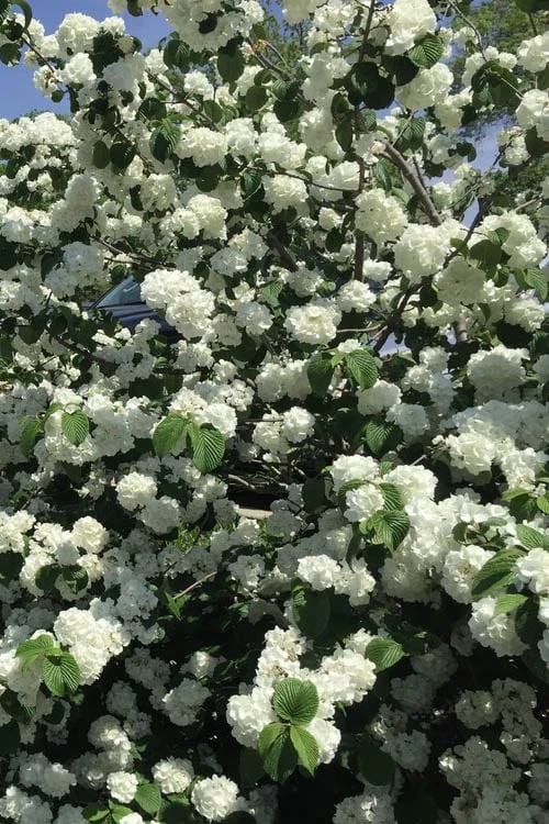 Japanese Snowball Bush (Viburnum Plicatum) - 2 Gallon Pot 6 Japanese Snowball Bush (Viburnum Plicatum) - 2 Gallon Pot - Image 6