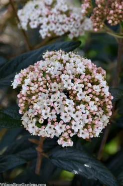 Prague Viburnum - 2.5 Quart Pot -Plant Promotion Store viburnum pragense prague 2