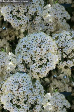 Prague Viburnum - 3 Gallon Pot -Plant Promotion Store viburnum pragense prague 5 2