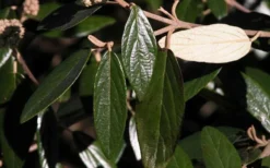 Prague Viburnum - 2.5 Quart Pot -Plant Promotion Store viburnum pragense prague 7