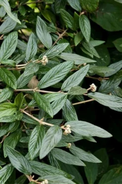 Prague Viburnum - 1 Gallon Pot -Plant Promotion Store viburnum pragense prague 9 1