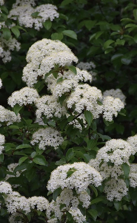 Blackhaw Viburnum - 2 Gallon Pot 1 Blackhaw Viburnum - 2 Gallon Pot