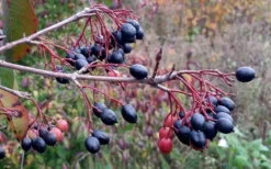 Blackhaw Viburnum - 2 Gallon Pot 12 Blackhaw Viburnum - 2 Gallon Pot -Plant Promotion Store viburnum prunifolium black haw 5 1