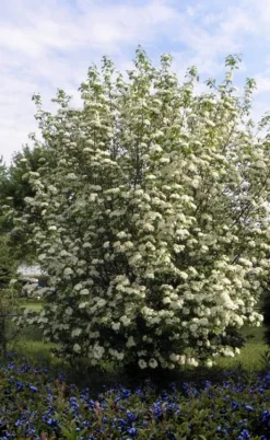 Blackhaw Viburnum - 2 Gallon Pot 11 Blackhaw Viburnum - 2 Gallon Pot -Plant Promotion Store viburnum prunifolium black haw 7 1