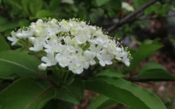 Blackhaw Viburnum - 2 Gallon Pot 15 Blackhaw Viburnum - 2 Gallon Pot -Plant Promotion Store viburnum prunifolium black haw 9 1