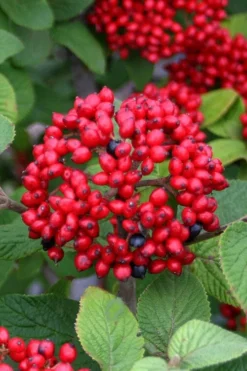 Alleghany Viburnum - 1 Gallon Pot 9 Alleghany Viburnum - 1 Gallon Pot -Plant Promotion Store viburnum rhytidophylloides alleghany 4