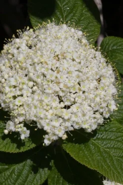 Red Balloon Viburnum - 3 Gallon Pot -Plant Promotion Store viburnum rhytidophylloides red balloon 5