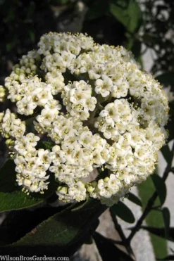 Willowwood Viburnum - 3 Gallon Pot