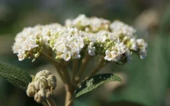 Willowwood Viburnum - 3 Gallon Pot 10 Willowwood Viburnum - 3 Gallon Pot -Plant Promotion Store viburnum rhytidophylloides willowwood 2