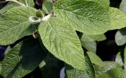 Willowwood Viburnum - 3 Gallon Pot 11 Willowwood Viburnum - 3 Gallon Pot -Plant Promotion Store viburnum rhytidophylloides willowwood 3