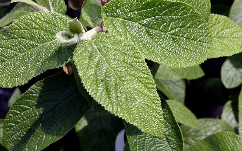 Willowwood Viburnum - 3 Gallon Pot 5 Willowwood Viburnum - 3 Gallon Pot - Image 5