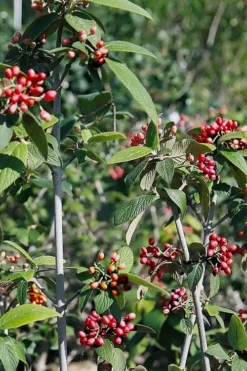 Willowwood Viburnum - 3 Gallon Pot 13 Willowwood Viburnum - 3 Gallon Pot -Plant Promotion Store viburnum rhytidophylloides willowwood 5