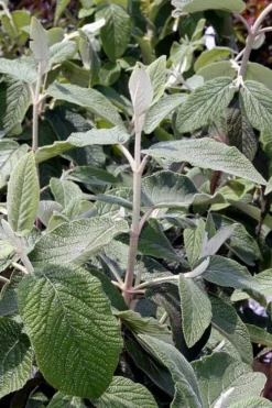 Willowwood Viburnum - 3 Gallon Pot 12 Willowwood Viburnum - 3 Gallon Pot -Plant Promotion Store viburnum rhytidophylloides willowwood 6