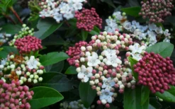 Spring Bouquet Viburnum - 1 Gallon Pot 12 Spring Bouquet Viburnum - 1 Gallon Pot -Plant Promotion Store viburnum spring bouquet 800x500 2