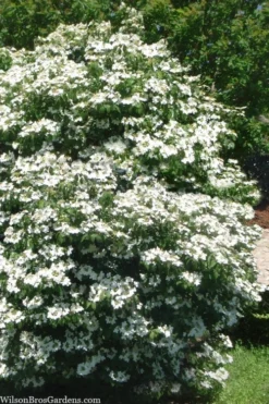 Summer Snowflake Viburnum - 1 Gallon Pot 11 Summer Snowflake Viburnum - 1 Gallon Pot -Plant Promotion Store viburnum summer snowflake 102