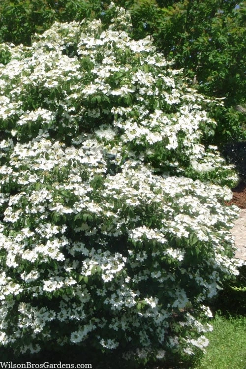 Summer Snowflake Viburnum - 1 Gallon Pot 4 Summer Snowflake Viburnum - 1 Gallon Pot - Image 4