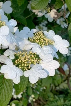 Summer Snowflake Viburnum - 1 Gallon Pot 12 Summer Snowflake Viburnum - 1 Gallon Pot -Plant Promotion Store viburnum summer snowflake 103