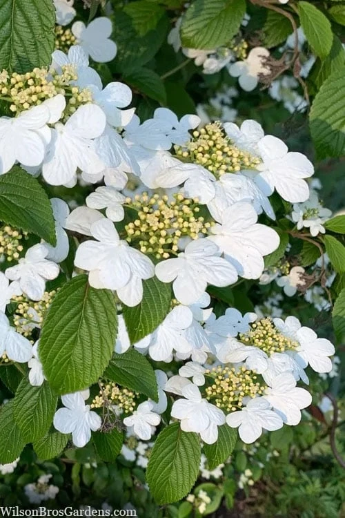 Summer Snowflake Viburnum - 1 Gallon Pot 1 Summer Snowflake Viburnum - 1 Gallon Pot
