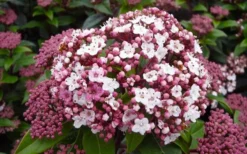 Spirit Viburnum - 3 Gallon Pot 11 Spirit Viburnum - 3 Gallon Pot -Plant Promotion Store viburnum tinus spirit 1