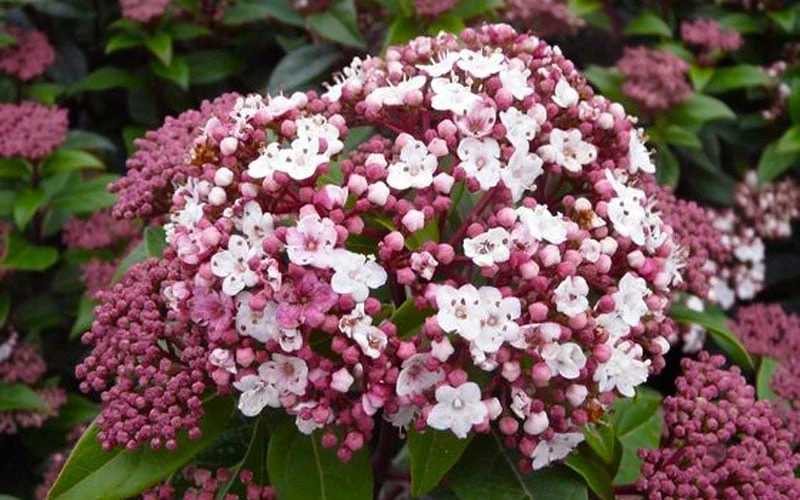 Spirit Viburnum - 3 Gallon Pot 5 Spirit Viburnum - 3 Gallon Pot - Image 5