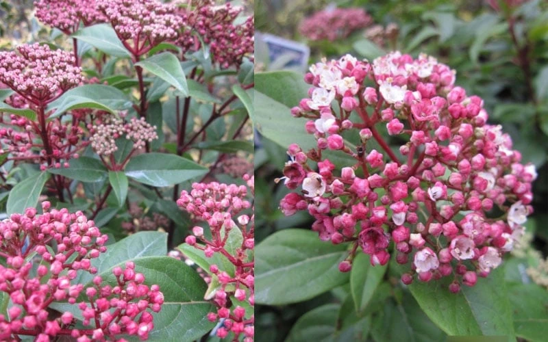 Spirit Viburnum - 3 Gallon Pot 7 Spirit Viburnum - 3 Gallon Pot - Image 7