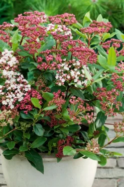 Spirit Viburnum - 3 Gallon Pot 10 Spirit Viburnum - 3 Gallon Pot -Plant Promotion Store viburnum tinus spirit 4