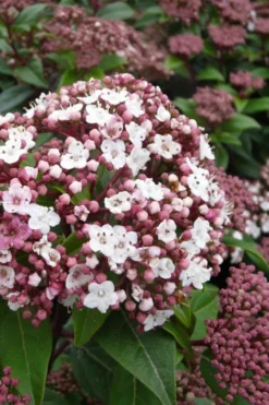 Spirit Viburnum - 3 Gallon Pot
