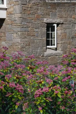 Spirit Viburnum - 3 Gallon Pot 12 Spirit Viburnum - 3 Gallon Pot -Plant Promotion Store viburnum tinus spirit 7