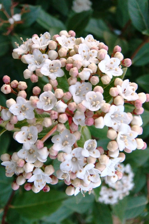Spring Bouquet Viburnum - 1 Gallon Pot 4 Spring Bouquet Viburnum - 1 Gallon Pot - Image 4