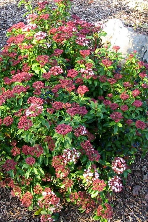 Spring Bouquet Viburnum - 1 Gallon Pot 5 Spring Bouquet Viburnum - 1 Gallon Pot - Image 5