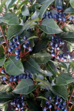 Spring Bouquet Viburnum - 6 Pack Of 1 Gallon Pots 13 Spring Bouquet Viburnum - 6 Pack Of 1 Gallon Pots -Plant Promotion Store viburnum tinus spring bouquet 5