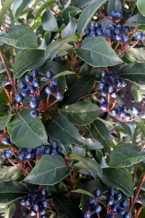 Spring Bouquet Viburnum - 6 Pack Of 1 Gallon Pots 7 Spring Bouquet Viburnum - 6 Pack Of 1 Gallon Pots - Image 7