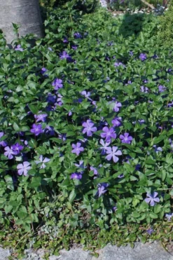 Bigleaf Periwinkle (Vinca Major) - 6 Pack Of Pint Pots -Plant Promotion Store vinca major bigleaf periwinkle 10